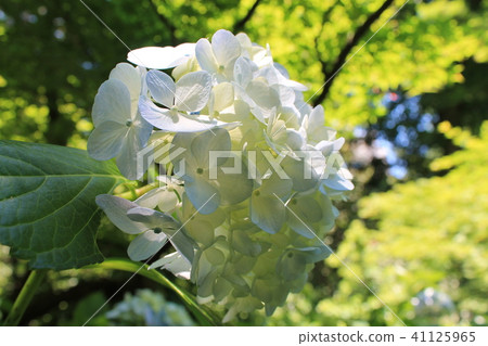  hydrangea 41125965