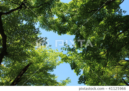Fresh green maple 41125966