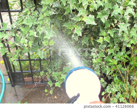 Watering the garden with a sprinkler nozzle Watering the garden with a sprinkler nozzle 41126068