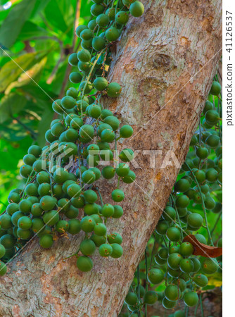 Green Baccaurea ramiflora fruit on tree,Thailand Green Baccaurea ramiflora fruit on tree,Thailand 41126537