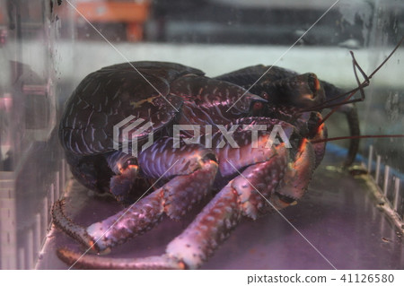 coconut crab 41126580