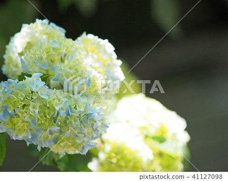繡球花開始綻放 繡球花開始綻放 41127098