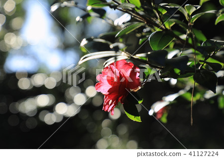 茶花 41127224
