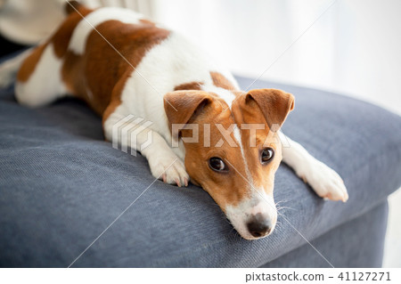 A dog resting on a sofa 41127271