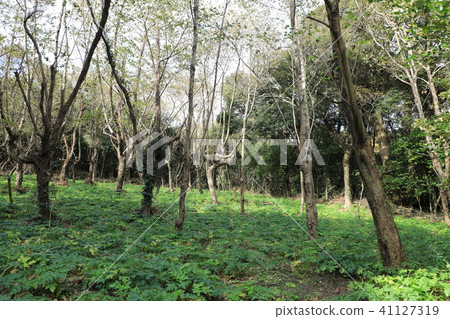 Miyakejima Ashita Hiba場 41127319