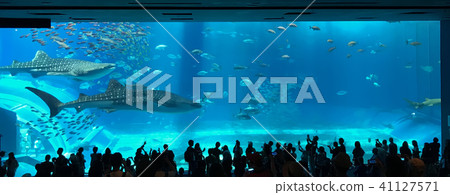 Aquarium in Okinawa city 41127571