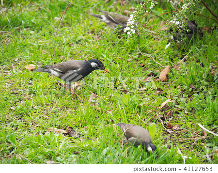 Mustard star 41127653