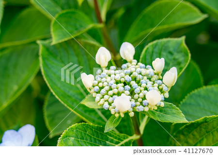 [神奈川縣]繡球花 41127670
