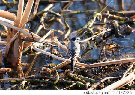 Wagtail bird near water Wagtail bird near water 41127726
