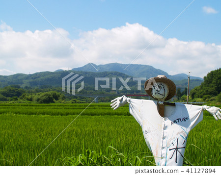 Scarecrow of rice field Scarecrow of rice field 41127894