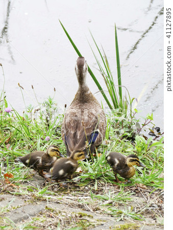 Animal / Bird photo Healing Parents and children of baby ducks Parenting of mothers of ducklings When young leaves Healing Animal / Bird photo Healing Parents and children of baby ducks Parenting of mothers of ducklings When young leaves Healing 41127895