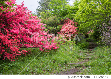 Yawata azalea community 41128357