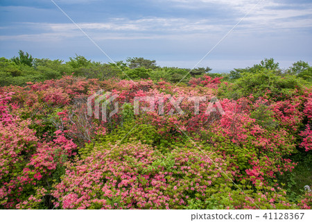 Yawata azalea community 41128367