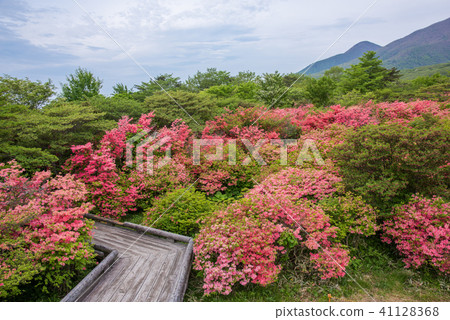 Yawata azalea community 41128368