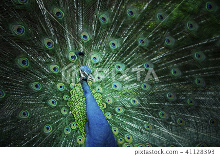 Peacock 41128393