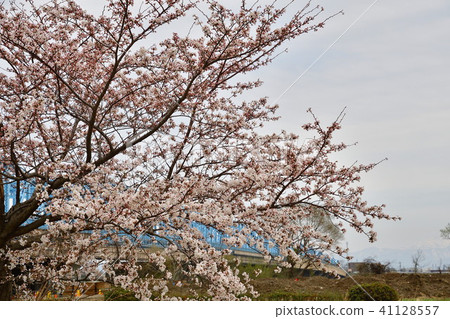 Cherry blossoms at Aganogawa Park (Niigata City) 41128557
