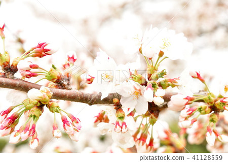 Aganogawa公園（新潟市）的櫻花 41128559