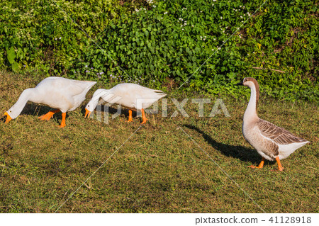 Gooses National Kandawgyi Gardens Pyin Oo Lwin Myanmar Gooses National Kandawgyi Gardens Pyin Oo Lwin Myanmar 41128918
