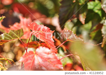 台灣紅葫蘆洪紅葫蘆秋葉冬季植物樹獎楓Momiji宏cer morrisonense 41128952