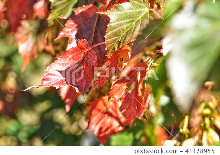 台灣紅葫蘆洪紅葫蘆秋葉冬季植物樹獎楓Momiji宏cer morrisonense 41128955