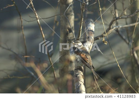 Familiar wild bird thrush 41128983