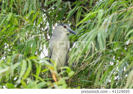 Black-crowned night heron ( Nycticorax nycticorax) Black-crowned night heron ( Nycticorax nycticorax) 41129095