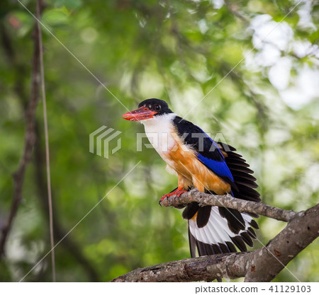 Black-capped Kingfisher (Halcyon pileata). Black-capped Kingfisher (Halcyon pileata). 41129103