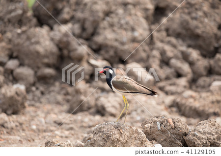 Red-wattled lapwing (Vanellus indicus) 41129105