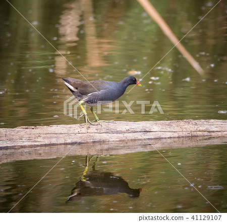 Common Moorhen ( Gallinula chloropus ). 41129107