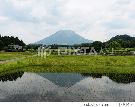 Upside down reflected in paddy Oyama inverted Daisen Oyama 41129140