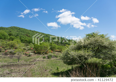 Kanuma City, Tochigi Prefecture Kogganagahara Plateau (May) Kanuma City, Tochigi Prefecture Kogganagahara Plateau (May) 41129472