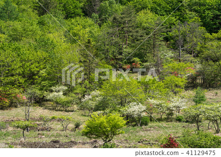 栃木縣鹿沼市Kogganagahara高原(五月) 栃木縣鹿沼市Kogganagahara高原(五月) 41129475