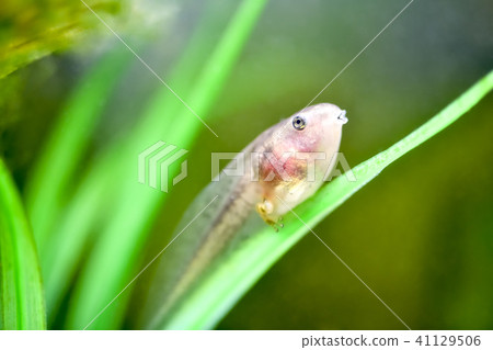 蝌蚪你的腳在哪裡生長 蝌蚪你的腳在哪裡生長 41129506
