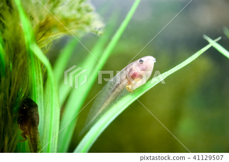 蝌蚪你的腳在哪裡生長 41129507