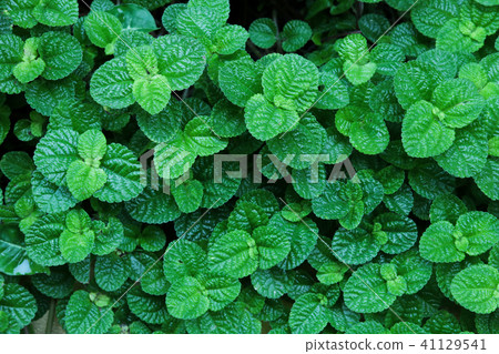 Close-up - mint 41129541