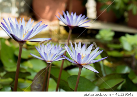 紫色 荷花/蓮花 41129542