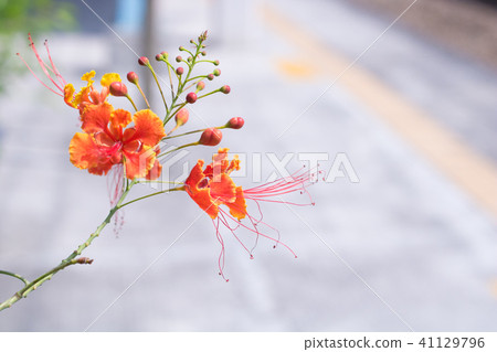 金鳳凰/蝶butterfly //子/台灣旅遊 金鳳凰/蝶butterfly //子/台灣旅遊 41129796