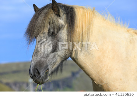 Thoroughbred Icelandic horse is eating green grass Thoroughbred Icelandic horse is eating green grass 41130630