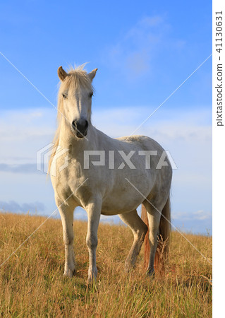 White color thoroughbred Icelandic horse White color thoroughbred Icelandic horse 41130631