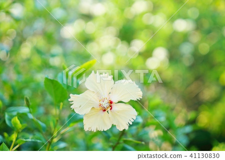 Flowers like Tropical flowers, Hibiscus flowers (Hibiscus) Flowers like Tropical flowers, Hibiscus flowers (Hibiscus) 41130830