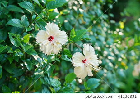 Flowers like Tropical flowers, Hibiscus flowers (Hibiscus) Flowers like Tropical flowers, Hibiscus flowers (Hibiscus) 41130831