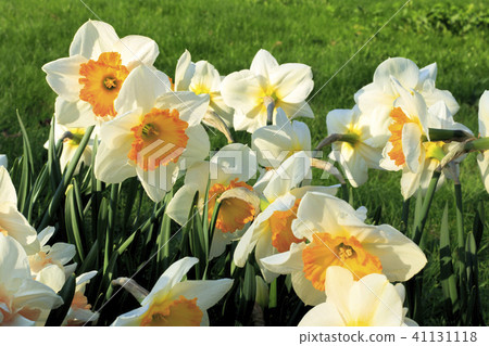 Beautiful white flowers of spring Narcissus Beautiful white flowers of spring Narcissus 41131118