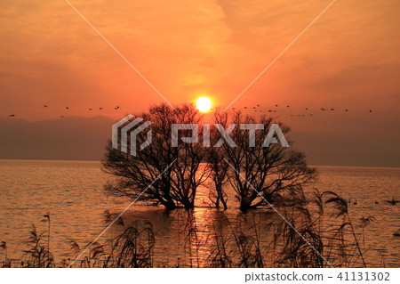A row of herds crossing the sun sunk over the tree emerging from the lake surface 41131302