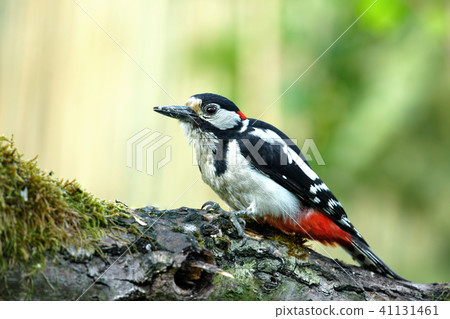Greater spotted woodpecker (Dendrocopos major)  41131461