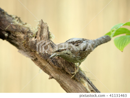 Curious Wryneck (Jynx torquilla),on a branch Curious Wryneck (Jynx torquilla),on a branch 41131463