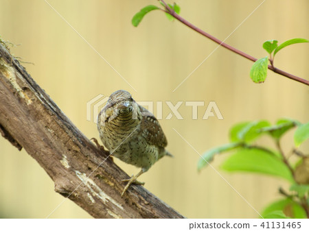 Wryneck (Jynx torquilla) on the branch Wryneck (Jynx torquilla) on the branch 41131465