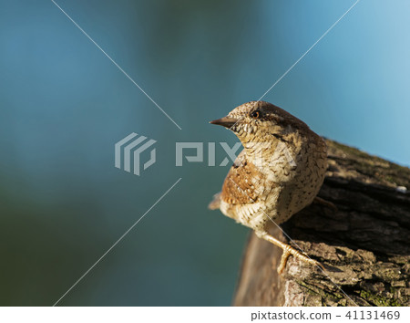 Wryneck (Jynx torquilla) on a tree trunk Wryneck (Jynx torquilla) on a tree trunk 41131469