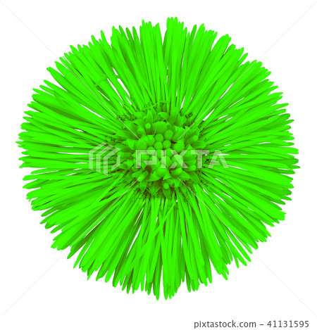 Flower green Tussilago farfara isolated on white 41131595