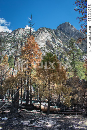 Forest fire at Kings Canyon National Park Forest fire at Kings Canyon National Park 41131988