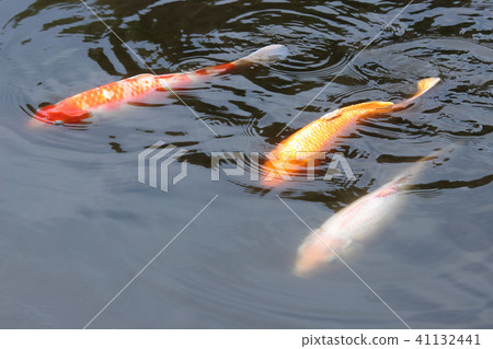 彩色鯉魚 彩色鯉魚 41132441